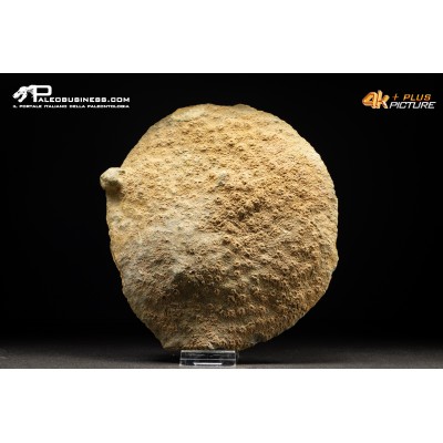 Corallo fossile Hexagonaria