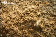 Corallo fossile Hexagonaria