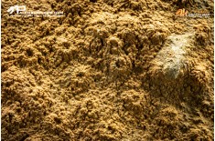 Corallo fossile Hexagonaria