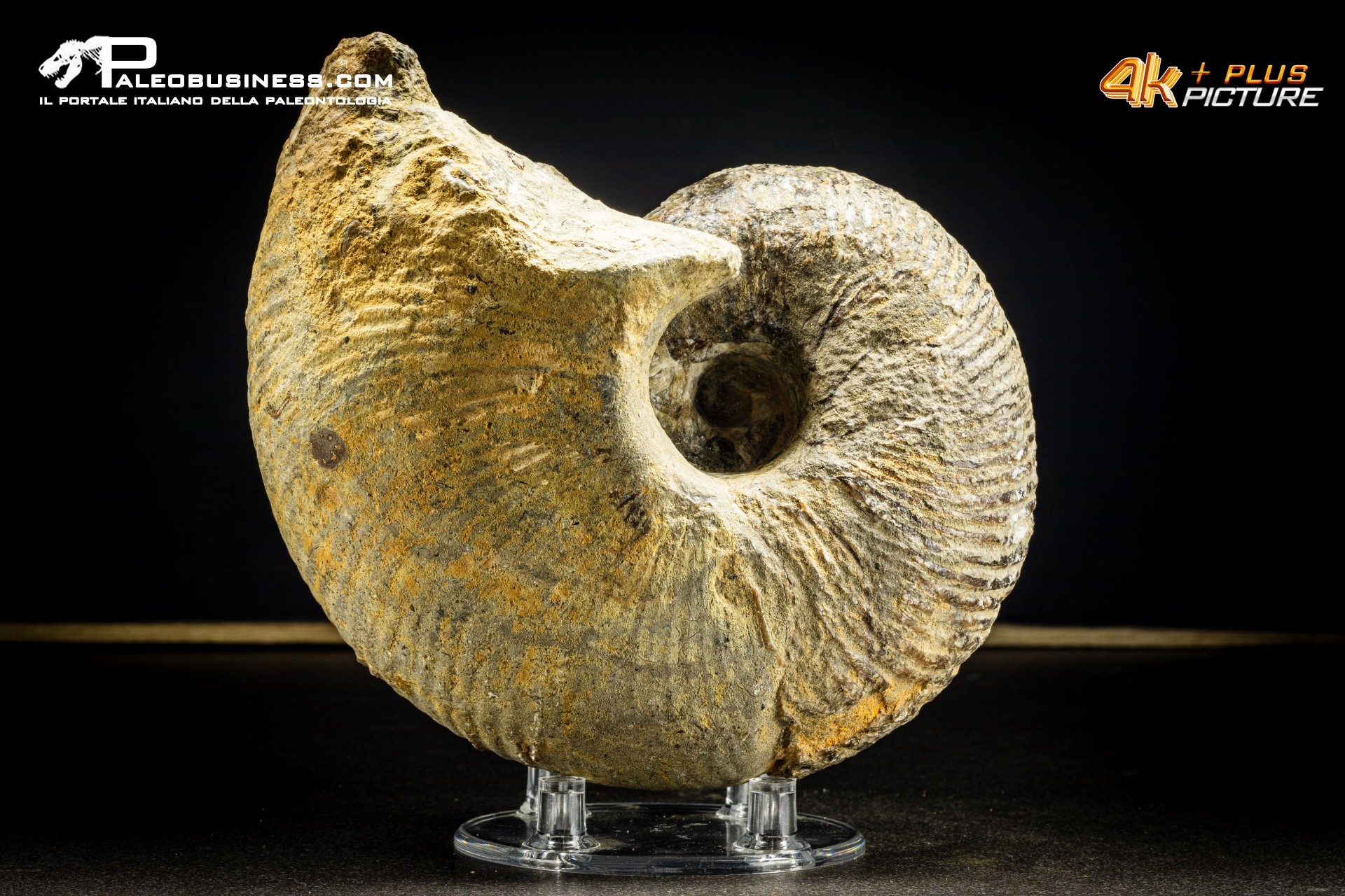 Nautiloide Cymatoceras Nautiloide Cymatoceras