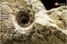 Nautiloide Cymatoceras