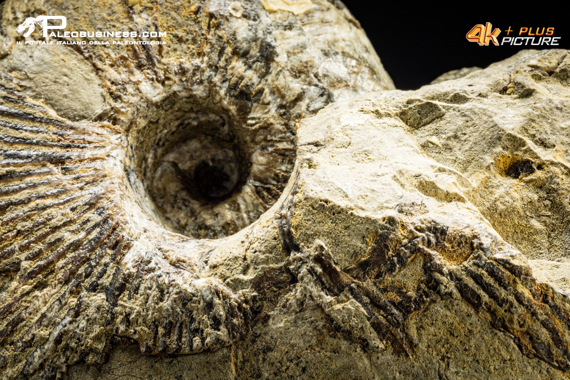 Nautiloide Cymatoceras Nautiloide Cymatoceras