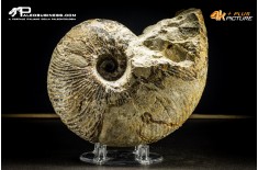Nautiloide Cymatoceras