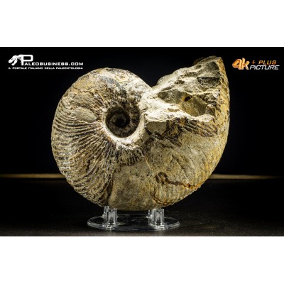 Nautiloide Cymatoceras