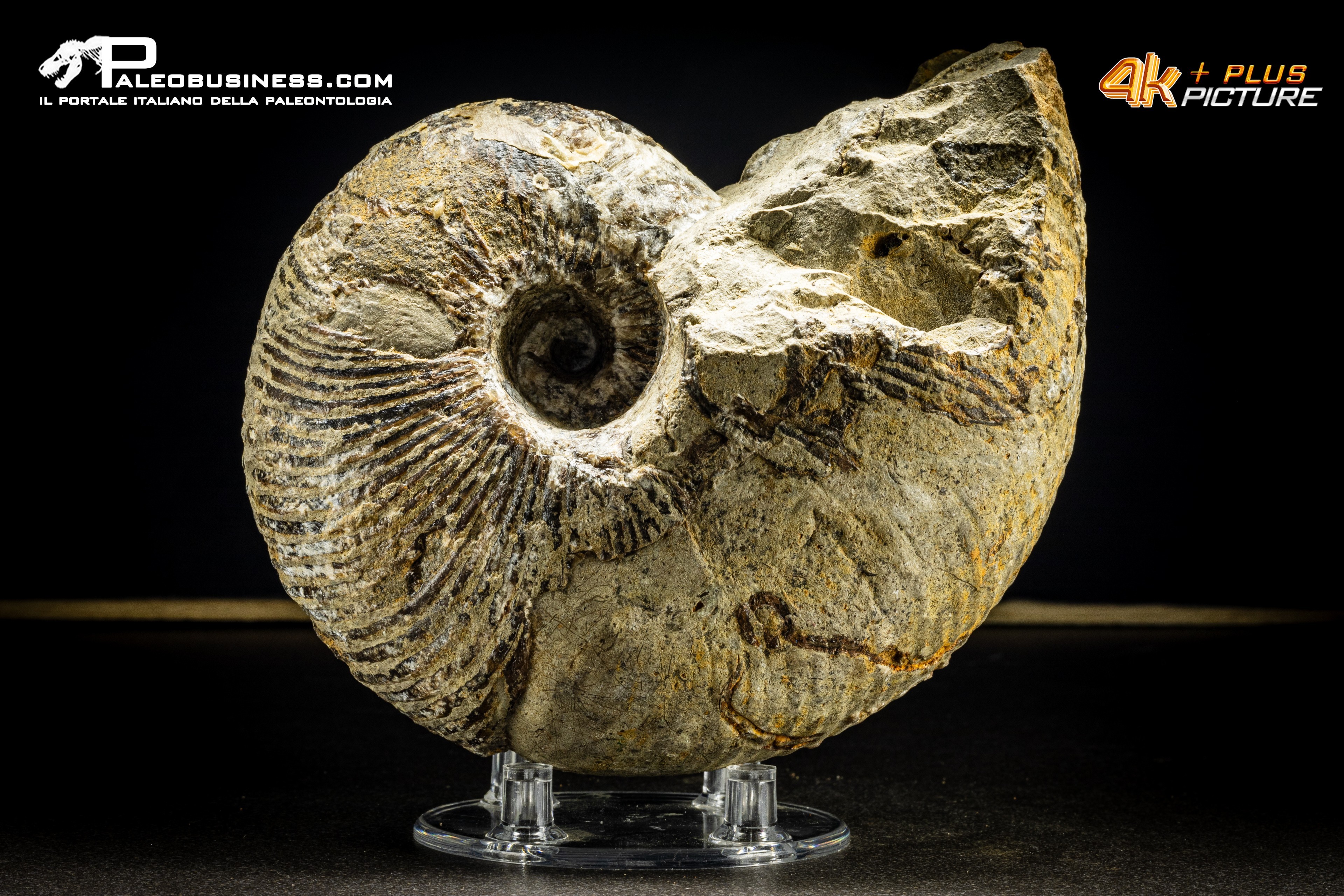 Nautiloide Cymatoceras
