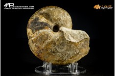 Cymatoceras sp. – Nautiloide fossile