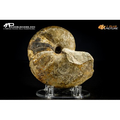 Cymatoceras sp. – Nautiloide fossile