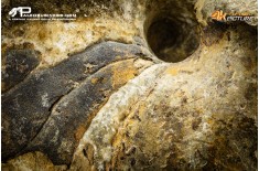Cymatoceras sp. – Nautiloide fossile
