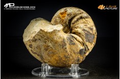 Cymatoceras sp. – Nautiloide fossile