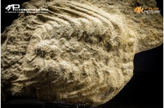 Trilobite Selenopeltis inermis