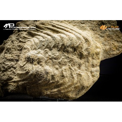 Trilobite Selenopeltis inermis