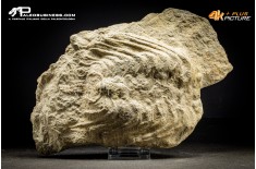 Trilobite Selenopeltis inermis