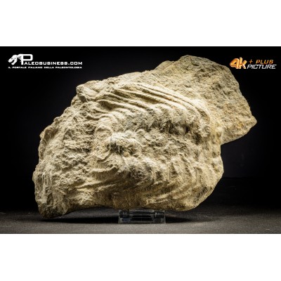 Trilobite Selenopeltis inermis