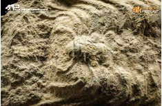 Trilobite Selenopeltis inermis