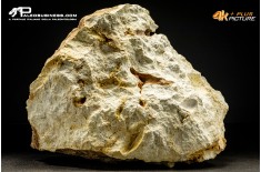 Claviaster lybicus – riccio di mare fossile
