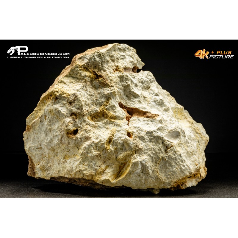 Claviaster lybicus – riccio di mare fossile