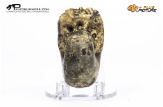 Ammonite Phylloceras sp.