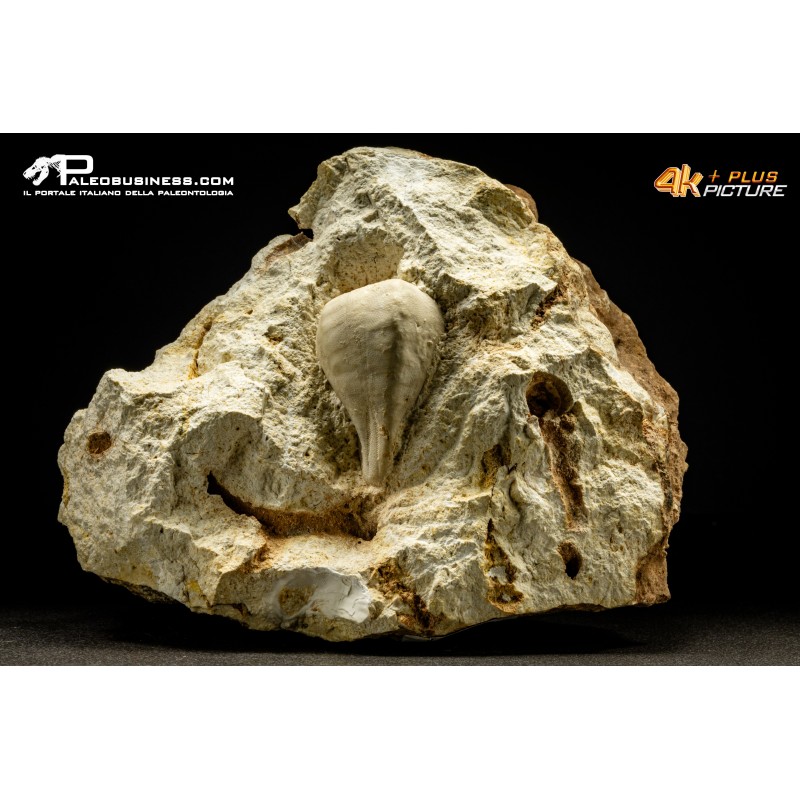 Claviaster lybicus