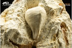 Claviaster lybicus – riccio di mare fossile