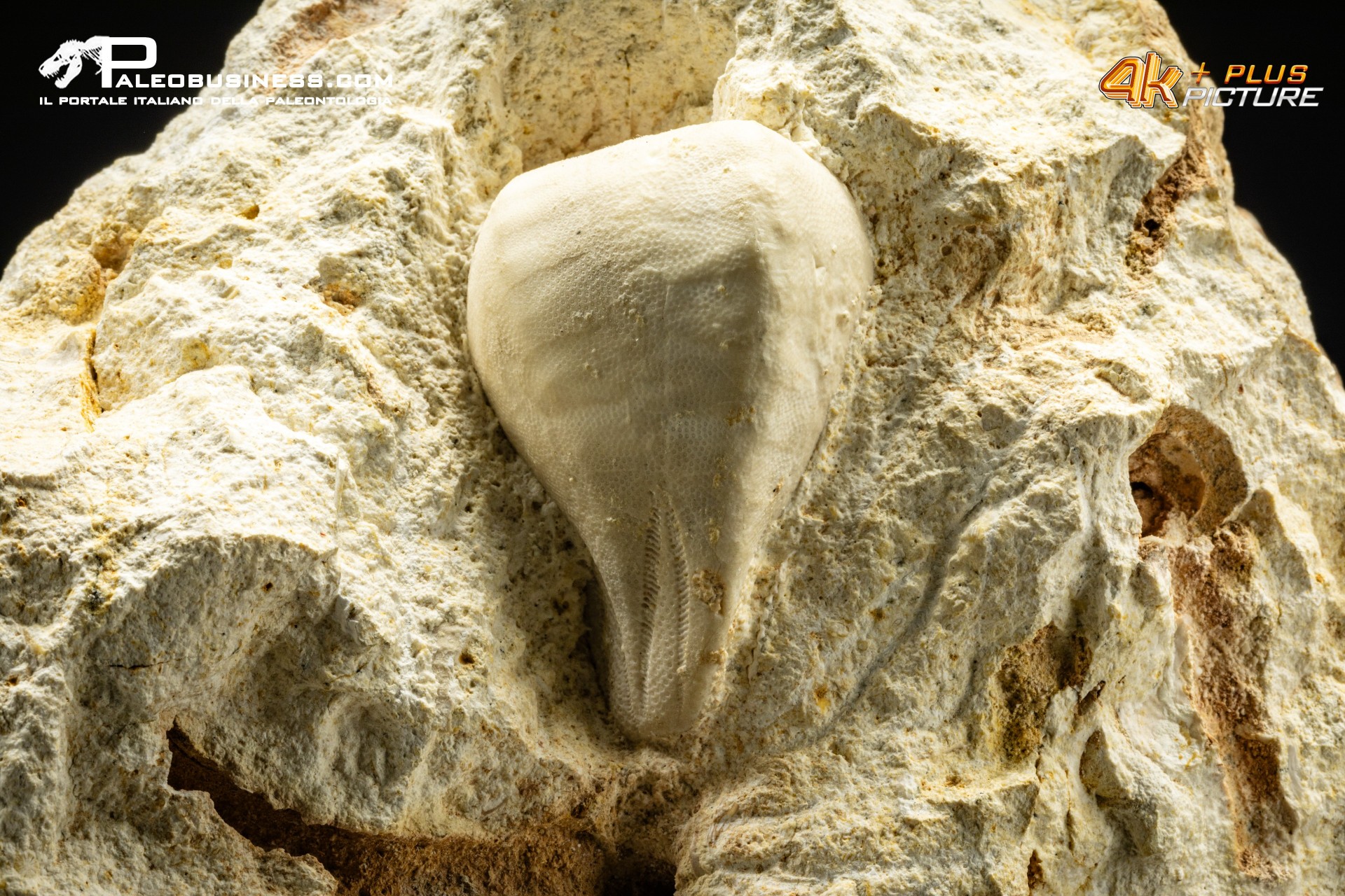Claviaster lybicus