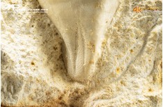 Claviaster lybicus – riccio di mare fossile