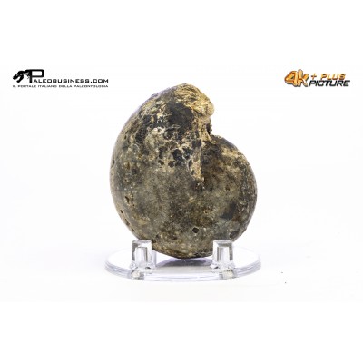 Ammonite Phylloceras sp.
