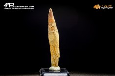 Dente di Spinosaurus aegyptiacus con radice