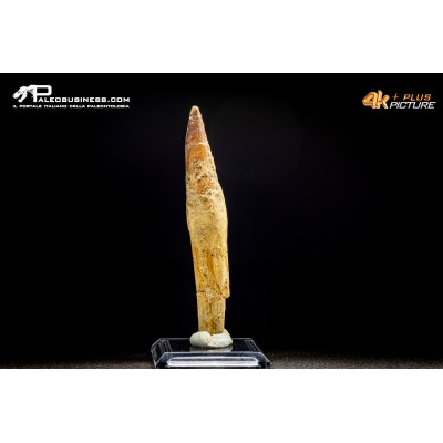 Dente di Spinosaurus aegyptiacus con radice