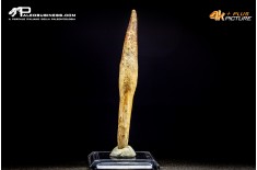 Dente di Spinosaurus aegyptiacus con radice