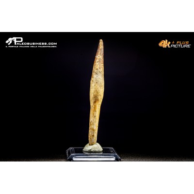 Dente di Spinosaurus aegyptiacus con radice