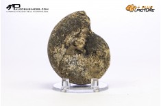 Ammonite Phylloceras sp.