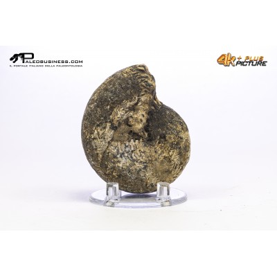 Ammonite Phylloceras sp.