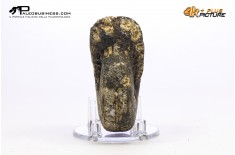 Ammonite Phylloceras sp.