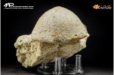 Gymnocidaris sp. in matrice (riccio di mare fossile)
