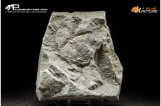 Riccio di mare fossile (echinoide) n.d.