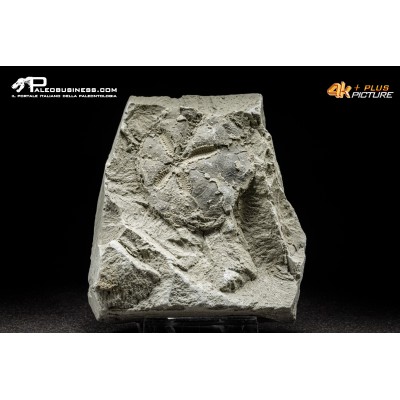 Riccio di mare fossile (echinoide) n.d.