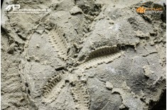 Riccio di mare fossile (echinoide) n.d.