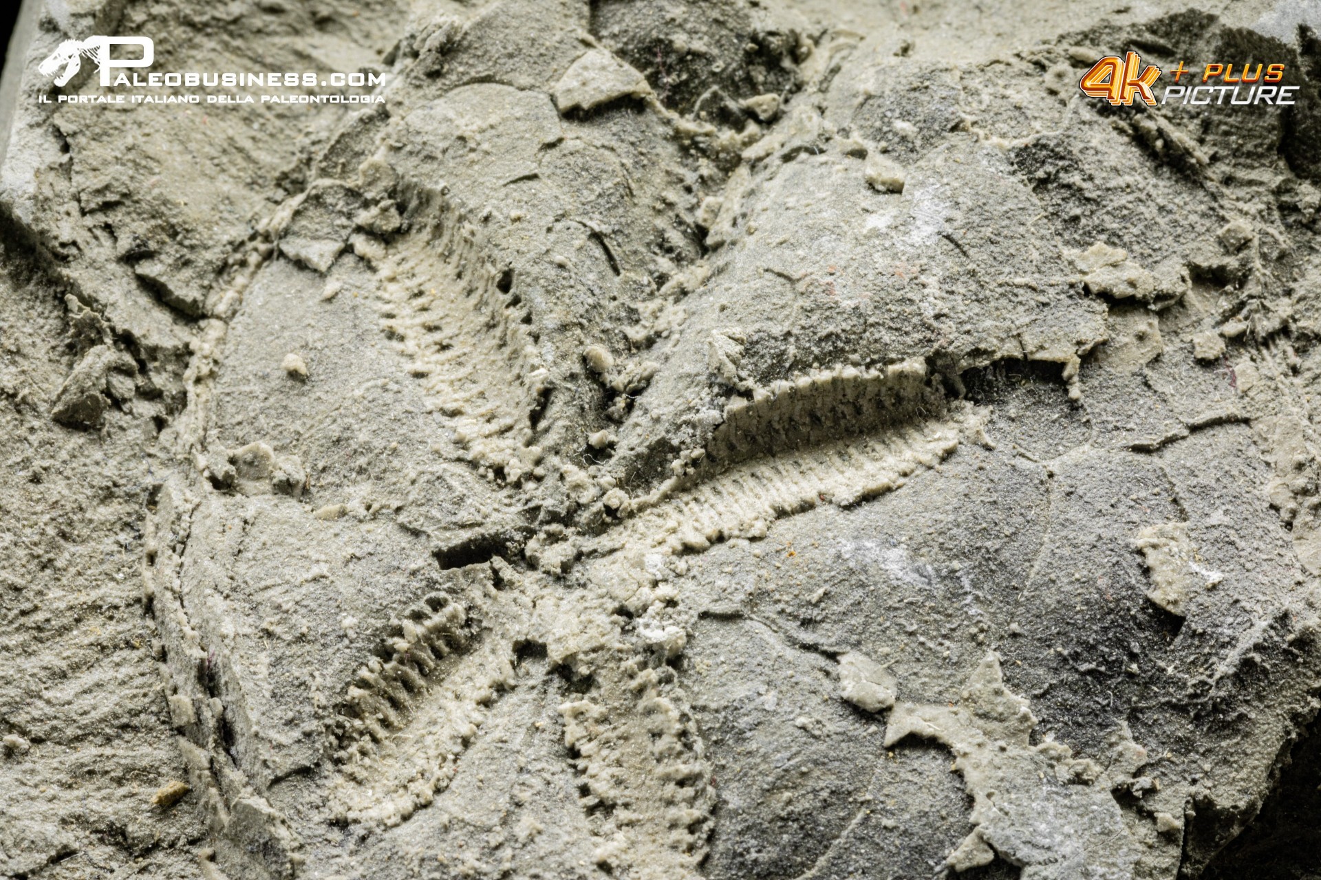 Riccio di mare fossile n.d.