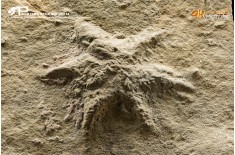 Stella marina fossile Stenaster sp.