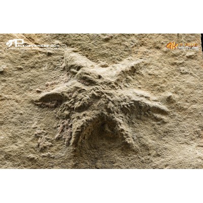 Stella marina fossile Stenaster sp.