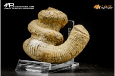 Ammonite Bostrychoceras sp.