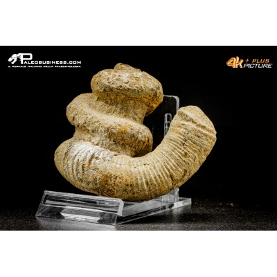 Ammonite Bostrychoceras sp.