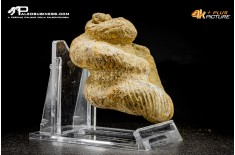 Ammonite Bostrychoceras sp.