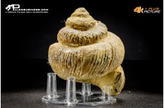 Ammonite Bostrychoceras sp.