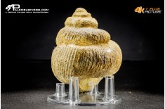 Ammonite Bostrychoceras sp.