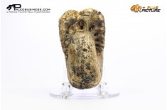 Ammonite Phylloceras sp.
