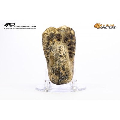 Ammonite Phylloceras sp.