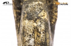 Ammonite Phylloceras sp.