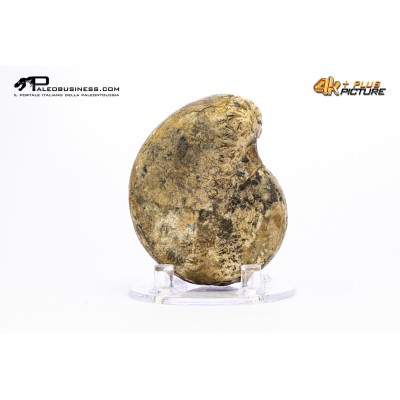 Ammonite Phylloceras sp.
