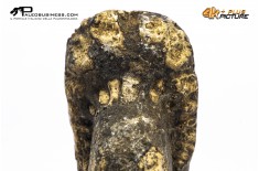 Ammonite Phylloceras sp.